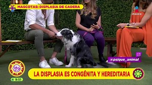 La displasia de cadera es muy común en algunas razas de perros: ¿Qué síntomas existen? ¿Cómo los afecta en su vida diaria? La médico veterinario Karen Covalín responde nuestras dudas en #Mascotas. 🐶 #SaleElSol🌞: imagentv.com/en-vivo | Sale el Sol