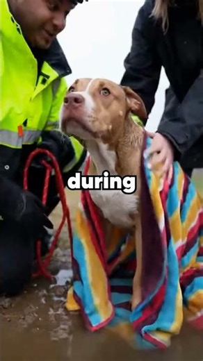 This Fire fighter🔥 Is being called a hero after saving a dog 🐕