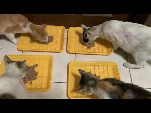 How to deworm your cat the easy way( Nematocide dewormer)