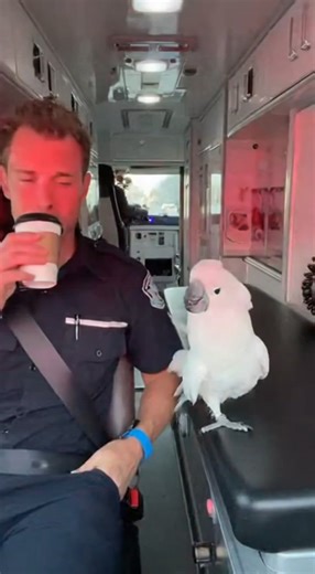 9K views · 136 reactions | Coco Triggers Coffee Alarm #talkingbird #talkingparrot #funnybirds #funnypetvideos | Talk with Coco | Facebook