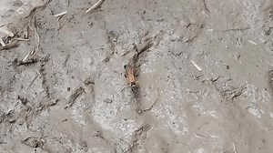 Sceliphron Caementarium Collect Mud Make His 库存影片视频（100% 免版税）3564695693 | Shutterstock