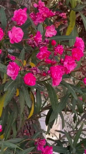 Cadaqués might just be my new favourite place in Spain