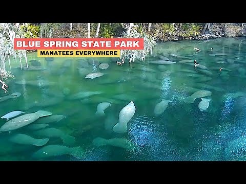 Blue Spring Florida Manatees State Park