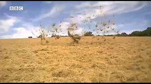 425K views · 5.9K reactions | Dust devil in Sussex. Filmed by farmer Tim Bargman as he was making hay at Canfield Organic Farm. Credit: BBC South-East. Like UK Weather Forecast for accurate weather information. | UK Weather Forecasts | Facebook