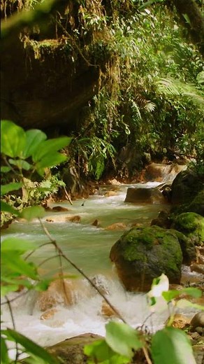 La jungle comme si vous y étiez, bruit de l'eau qui coule, chant des oiseaux, Méditation Relaxation