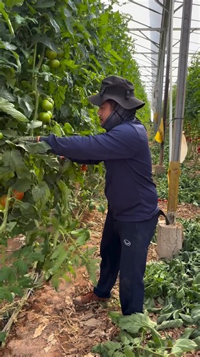 2.6K views | Indeterminate tomatoe varieties mostly grown in protected structures. #tomatoes #tomato #farming | This Is Laikipia | Facebook