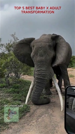 Baby Animals That Grew Into GIANTS! #wildlife #animals