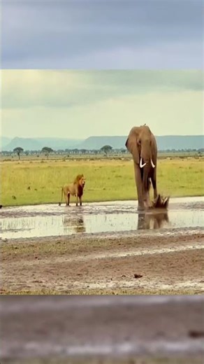 Lion Chase Ends as Baboon Rides a Massive Elephant