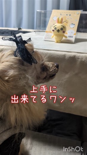 I made a Chiikawa rabbit using needle felting. #Chiikawa #Needlefelting #Rabbit