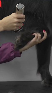 A Wolf At The Grooming Salon | Girl With The Dogs