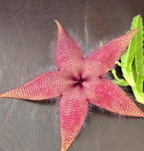 Stapelia Grandiflora Large Cutting~ Very Rare Stapelia~star Fish Plant - Etsy