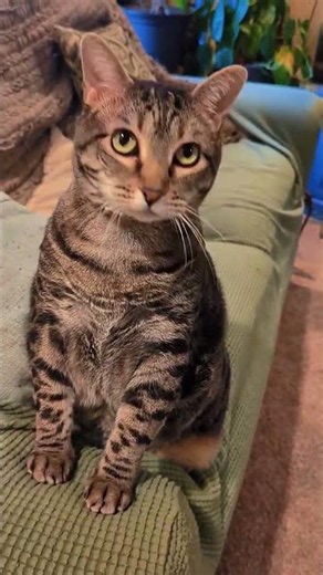 Only the goodest girl #cat #cats #kitten #kittens @lookitstelly