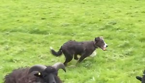 THE OTHER BROTHER: Recently we saw our Cathy’s Rio – son of her Pip and Sean – having his first introductions to sheepwork, and now it’s his litter brother Gandalf’s turn. It is clear already they have quite different styles, or approaches to sheep, but so much can change or evolve as they grow so it will be lovely to see how both boys develop over time. Also note the commands given by Cathy in this video are for Diva, who is acting as back up here. | Collieology