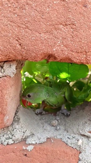 hand feeding formula for baby parrot 🦜🦜🦜🦜 #birds