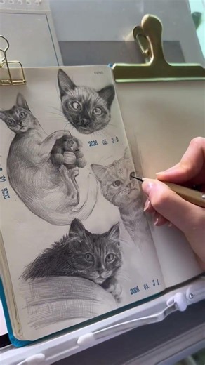 Cat Sketches That Look Alive 🐱✨ | Drawing Process #Shorts #cat #art