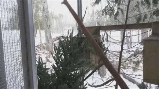 Donate your Christmas tree to help animals in need