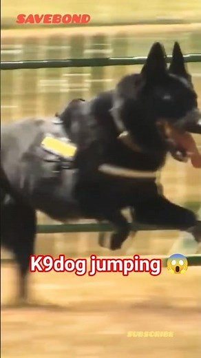 K9 Police Dog Jumps Over wood Wall Like a Pro 🇺🇸🐕 | Insane Training Skills shorts #shortfeed #boost