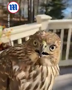 21K views · 1K reactions | This hawk needs a helping hand getting outside! 礪 | Daily Mail Video | Facebook
