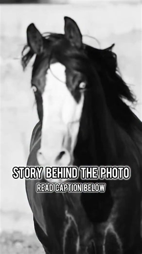 Story behind the photo from my 2026 HORSES CALENDAR ✨MAY✨ Last year I had great honor to host one in a kind project in Spain. One very complex workshop during which, together with other invited photographers, we created amazing and unique frames of Spanish horses from @yeguada_sierra_de_la_espada As a grande finale of these sessions, amazing exhibition took place. We exposed our best shots on which all of us worked as a great team, proving that photographers working in the same industry can work