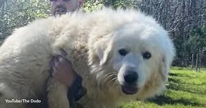 Here's How to Effectively Handle Problematic Behaviors in a Newly Adopted Stray Dog | GreaterGood