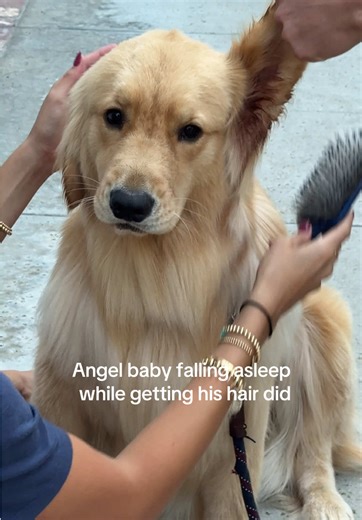 He actually like getting a bath 🤣 Probably because he loves all the attention on him #bennythegolden #goldenretriever #dogsoftiktok #goldenretrieverpuppy