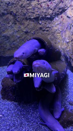 仙台うみの杜水族館、たのしい。　#仙台 #仙台うみの杜水族館 #jepang #日本 #triptojapan #にほんごべんきょう