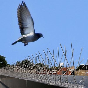 * Bird Spikes - Buy Online & Save | Australia Wide Delivery