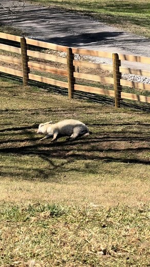 Bunny Ranch: A Wild Take on Las Vegas Life