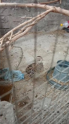 #quail #female #sound #breeder #female #viral #short