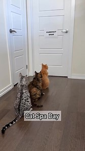 My cats visited the Purrfect Spaw again! 😹 | Ginger and Pepper