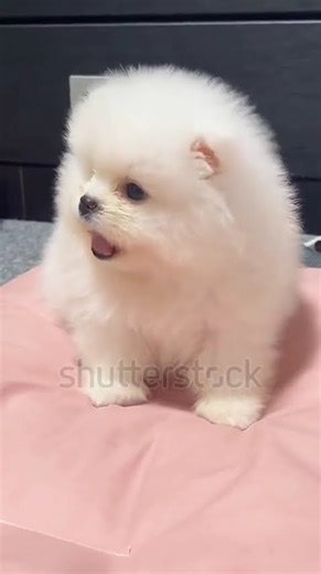 free free free Pomeranian puppies subscribe and comment for adoption