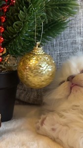 Kitten Caramel VS Christmas 🎄 😸 #britishshlonghair #colorpointkitten | Criative Diamonds British Shorthair and Longhair Cattery