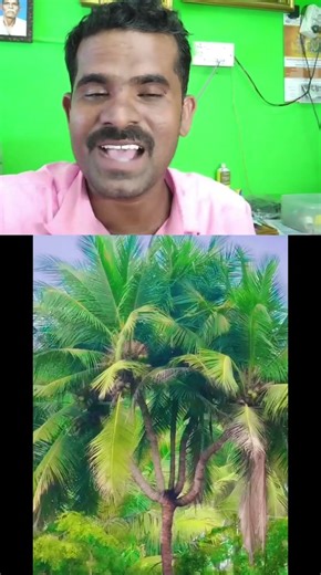 அடேங்கப்பா! ஒரு தென்னை மரத்துல இத்தனை கிளையா? இயற்கையின் அதிசயம்!🌴#CoconutTree#MiracleTree#Athisayam