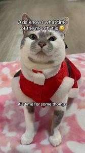 73K views · 5.6K reactions | The way she jumps off her back paws凉 #cats #catsofinstagram #catstagram #pets #petstagram #petsofinstagram #viralreels #catlovers #petlovers #cutecats | Aziathecat | Facebook