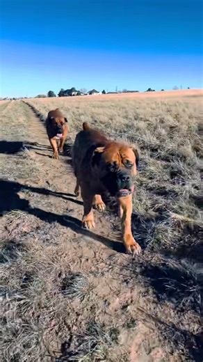 Strutting their stuff #dogwalk #strutting #maximusandmorpheus #dog #dogsoftheday #dogsofinstagram #dogvideos #dogreels #dogcontent #doglover #doglovers #dogreelsdaily #boss #mastiff #viraldogs #liondog #dogwalking #bigdogs #doginfluencer #fyp #nature #naturewalk #naturelover #colorado #pets #petsofinstagram #twoofakind #littermates #dogsoffacebook #dogsoftiktok #doglover | Maximusandmorpheusbb