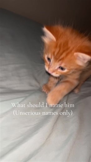 Funny and Unique Cat Name Suggestions
