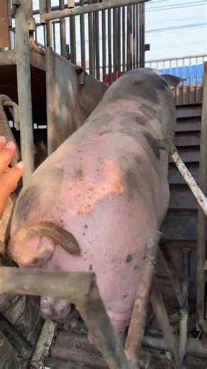 Pig Farmer Safely Loading Pigs into a Truck | Educational Purpose Only