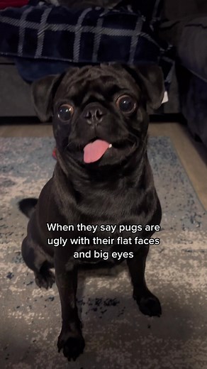 Adorable Pug Puppies: The Cutest Pets You'll Ever See!