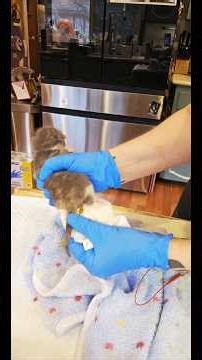 WARNING: Warm-water enimas are an essential part of being a medical rescue when a neonate can't 💩