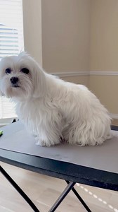 271K views · 2.9K reactions | My new style ✌️ #maltese #texan #haircut #loveit #foryou | Maltese Angels - A-Rod and Bailey | Facebook