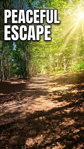 A Hidden Woodland Paradise 🌿 Walking Through Sunlight & Green Forest