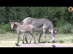 Zèbre de Grévy né à la Réserve Africaine de Sigean (Aude) - 2011