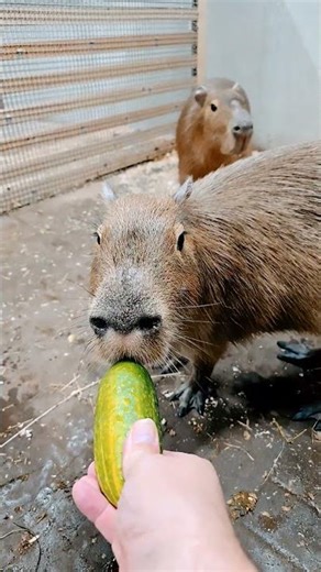 Capybaras eat cucumber.