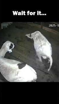 Sheep Birth Raw CCTV Footage