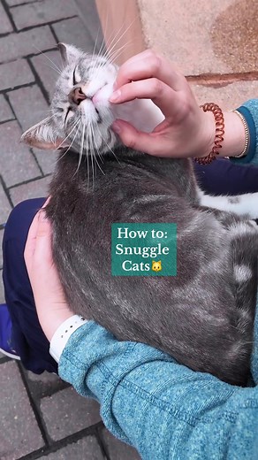 Replying to @Jiingie Step 1: Visit Kennedy Park. Step 2: Sit on a bench. Step 3: Snuggle the cat that appears on your lap.