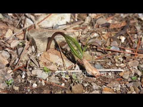 Habitat and Season: These plants are most commonly found during the monsoon season in Jabberkhet