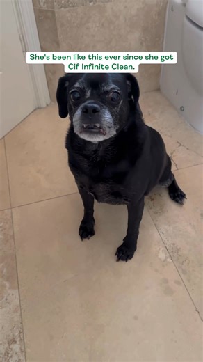 She’s obsessed with Cif... but I’m obsessed with my walks. Priorities. #AD #OneSprayCleansItAll #Cif | Cif | Facebook