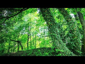 MUSICA 🌿 RELAJANTE CON SONIDOS DE LA NATURALEZA (PAJAROS RIO BOSQUE)