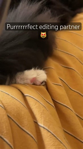 Cat in my lap, having a nap #cat