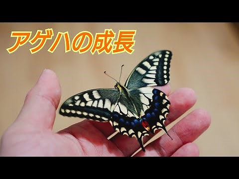 アゲハの成長記録！ 幼虫から蝶になって飛び立つまでのドキュメンタリー！ 【飼育〜旅立ち】